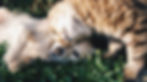 krista-mangulsone-9gz3wfHr65U-unsplash_edited.jpg