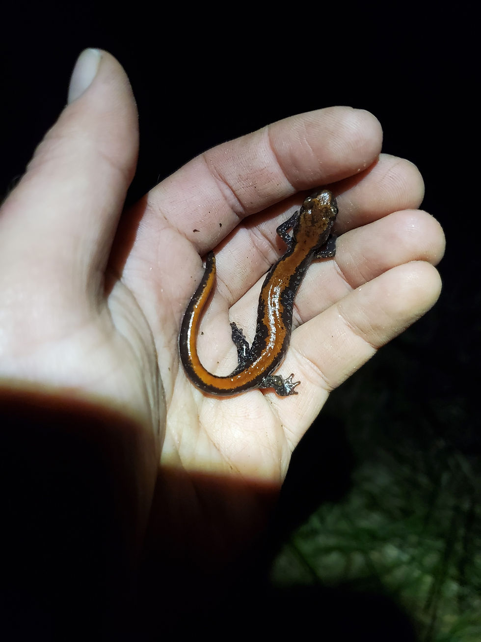 An adult Coeur d'Alene salamander
