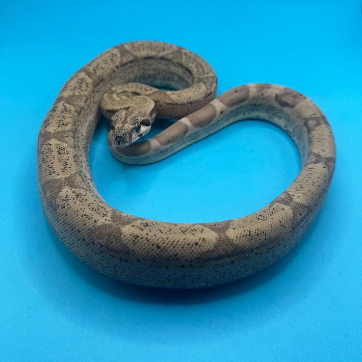 2024 Male Ghost het Moonglow 66% Het Leopard