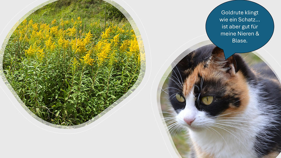 🌿Kräuter ABC: G wie Goldrute(Solidago virgaurea)