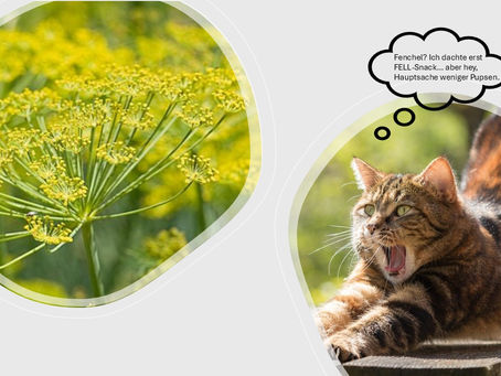 🌿 Kräuter‑ABC: F wie Fenchel