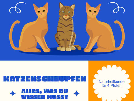 Was verbirgt sich hinter dem Begriff Katzenschnupfen?