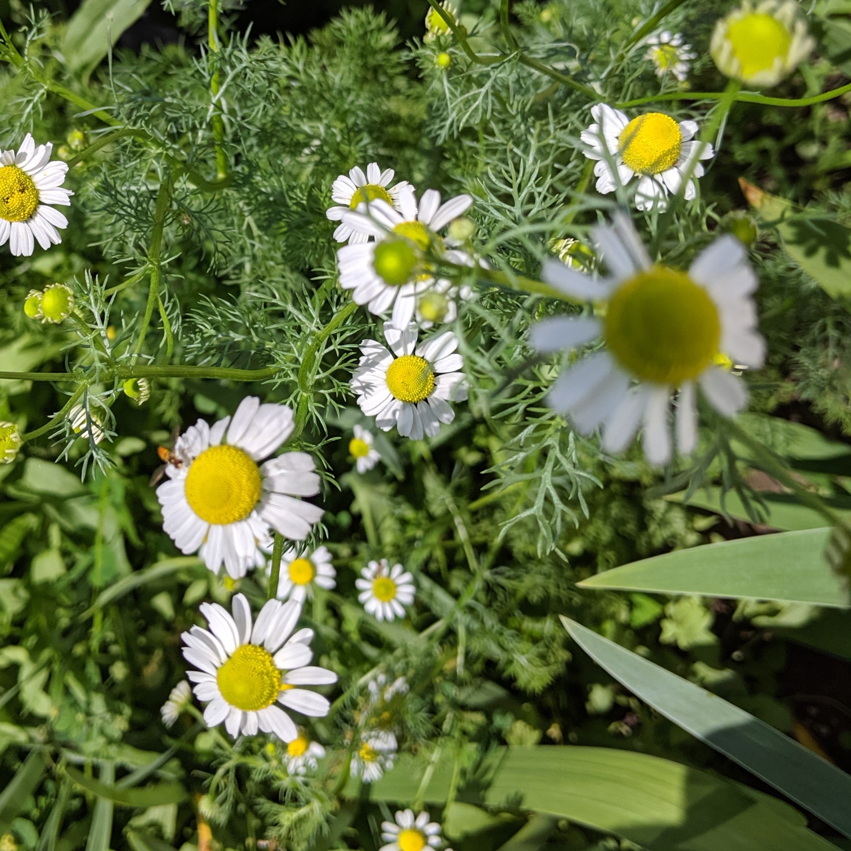 Camomille Matricaire