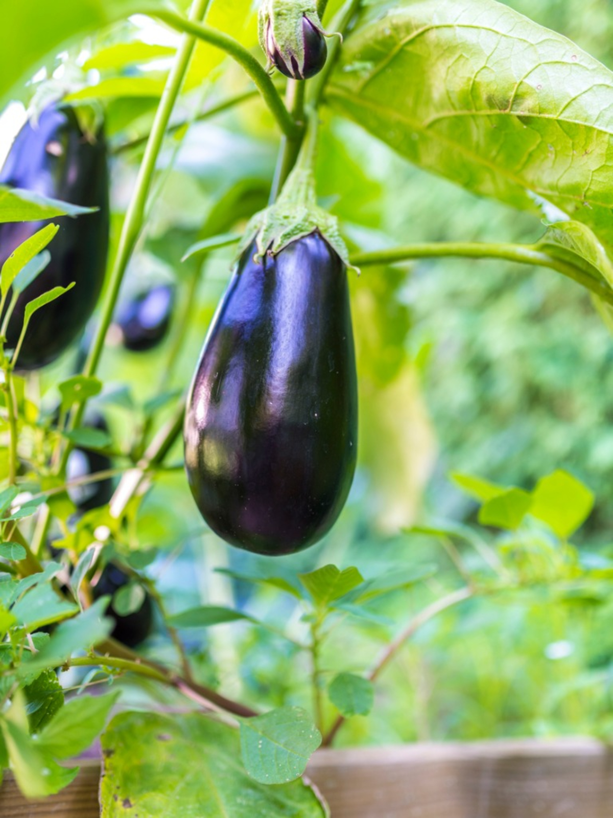 Aubergine Florida High Bush