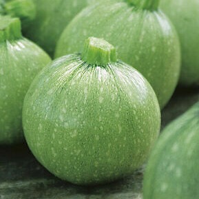 Courgette Tondo Scuro di Piancenza
