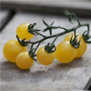 Tomate Cerise Groseille Blanche