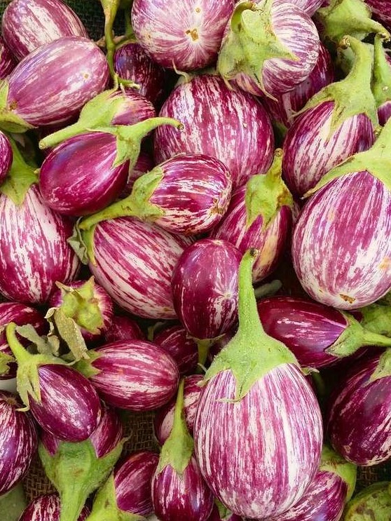 Aubergine Listada de Gandia