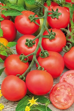 Tomate Campari