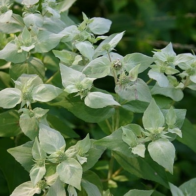 Menthe Hoary