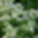 Hoary Mint