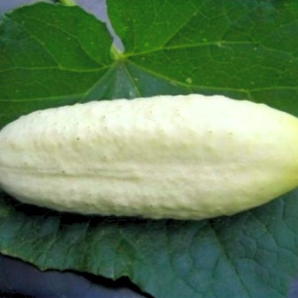 Concombre Sel et Poivre