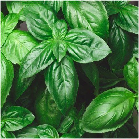Basilic Genovese ''Grand Vert''
