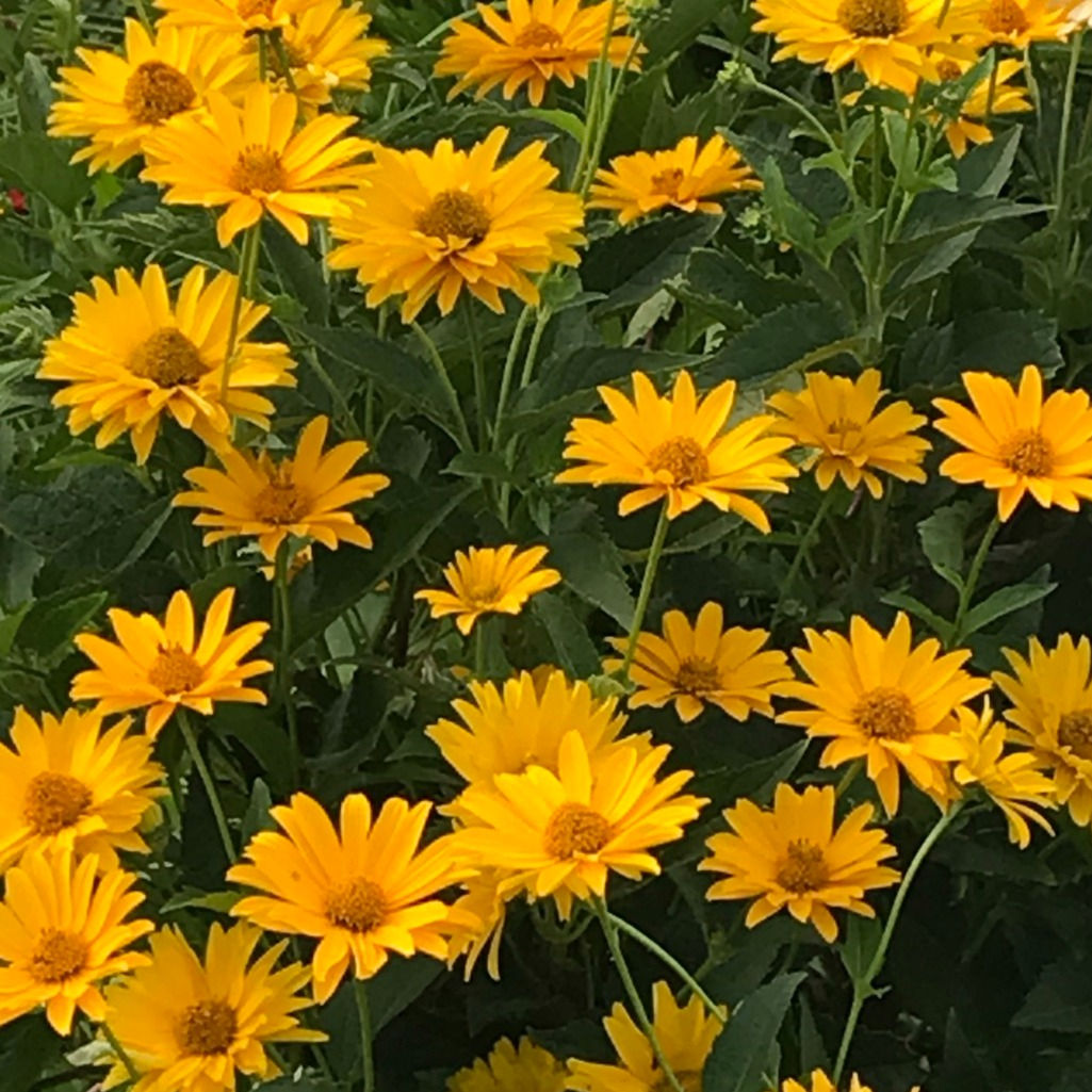 Coreopsis Lance Leaved