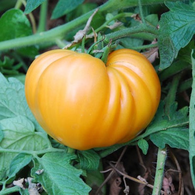 Tomate Jaune Dr. Wyche's