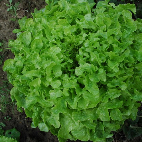 Laitue Feuille de Chêne Verte