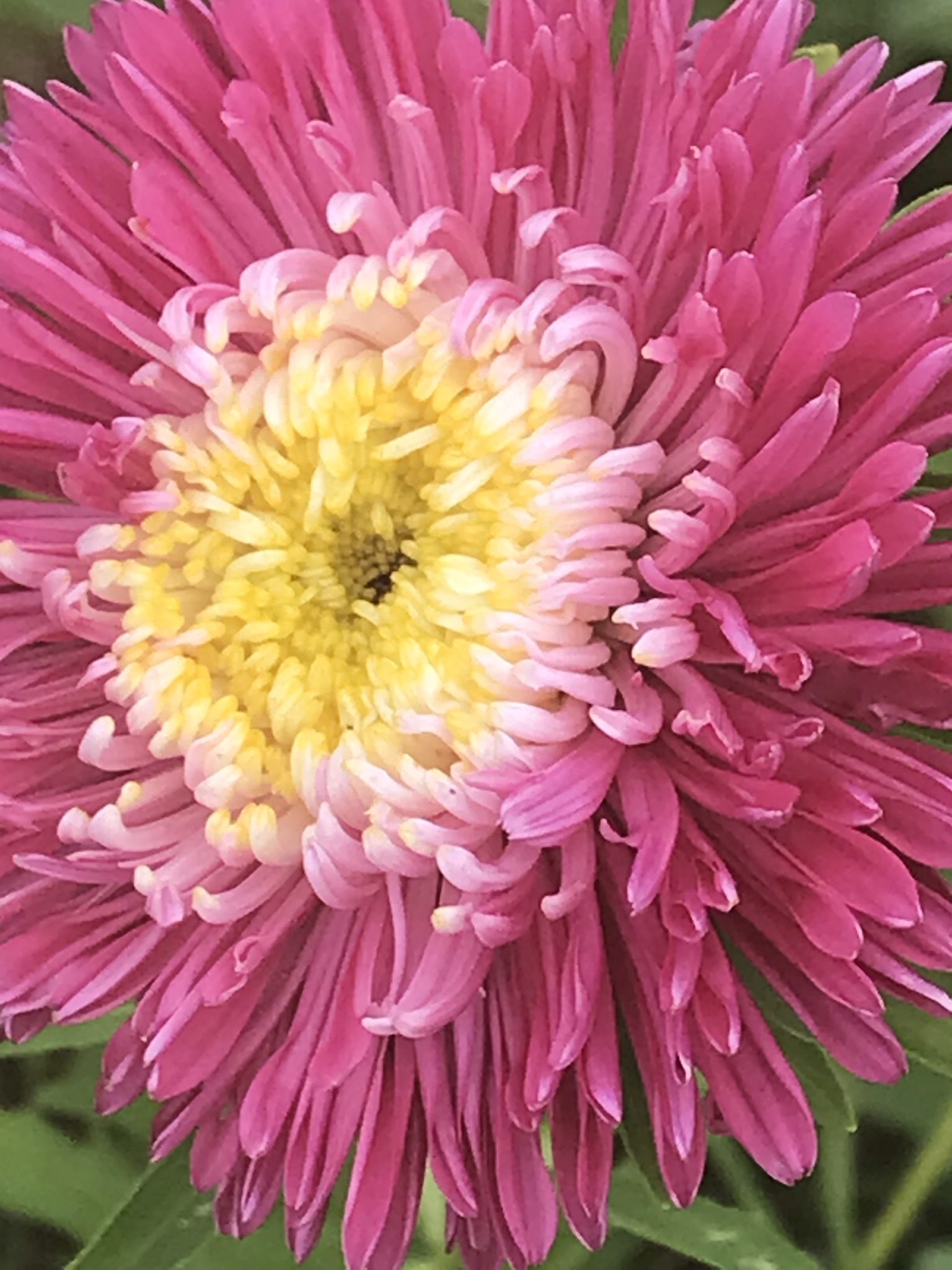 Reine Marguerite Princess Mix