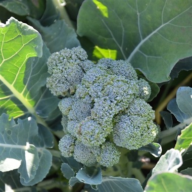 Brocoli Jet Vert