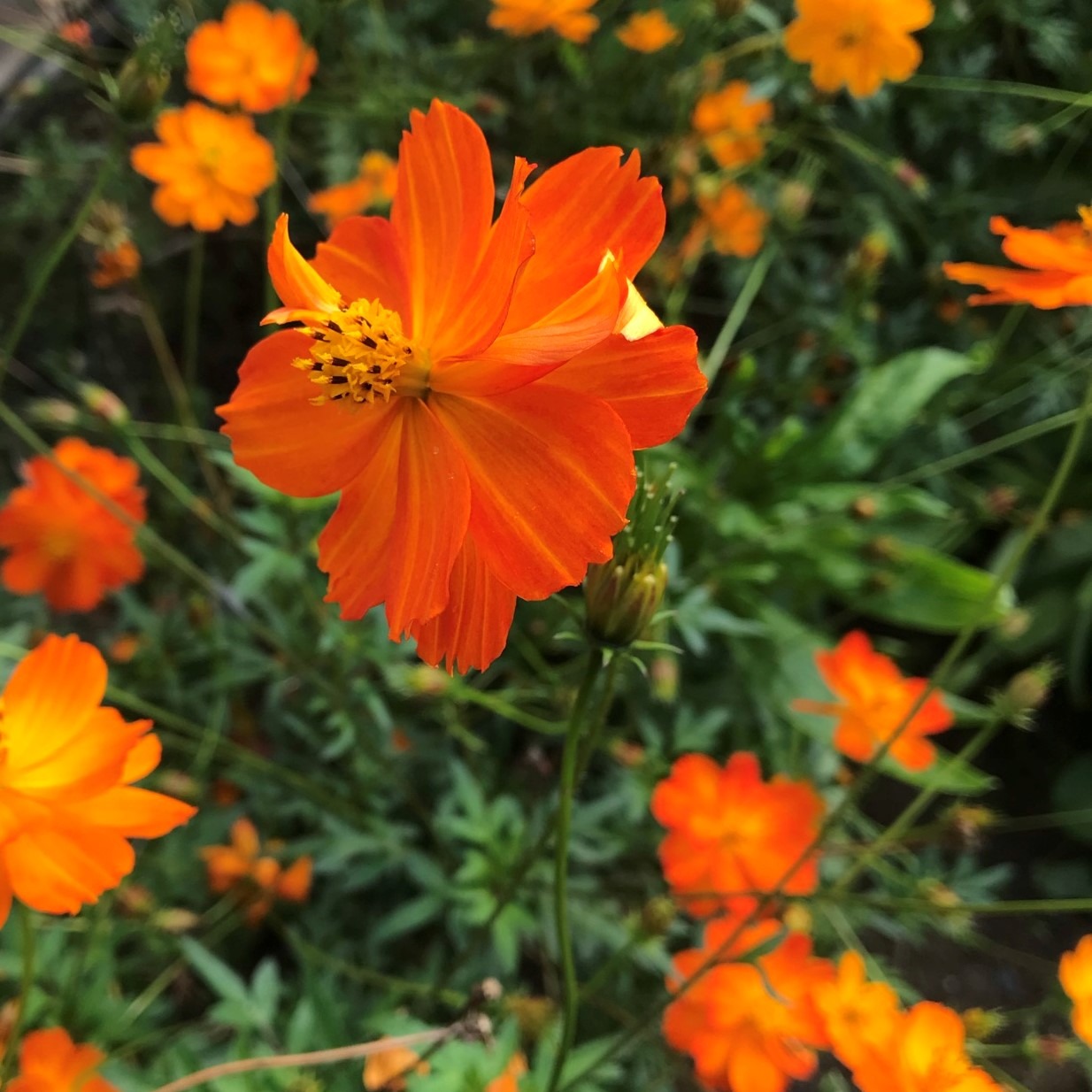 Cosmos Tango