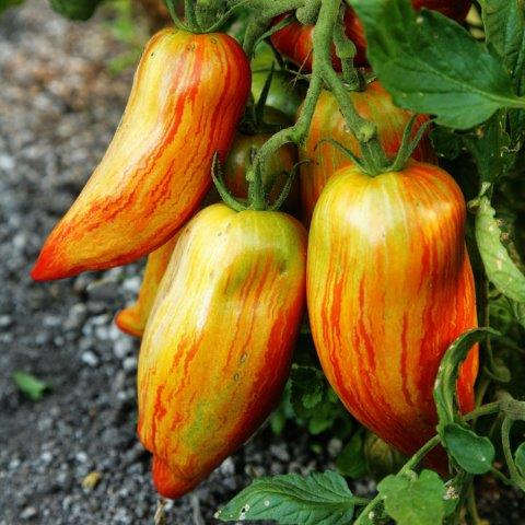 Tomate Romaine Rayé