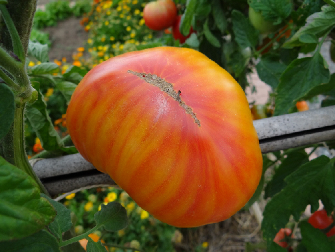 Tomate Striped German