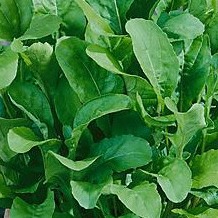 Roquette Apollo