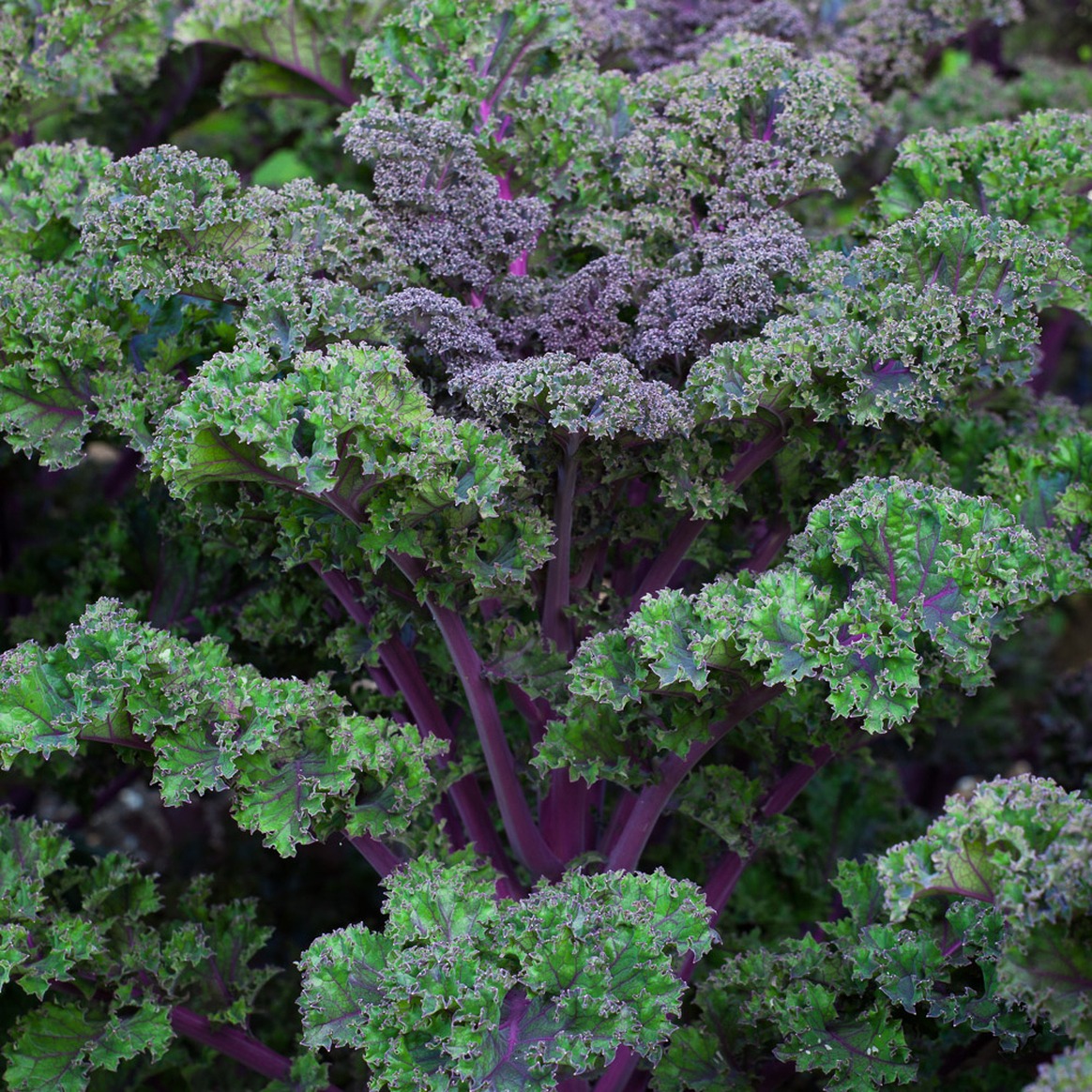 Kale Scarlet