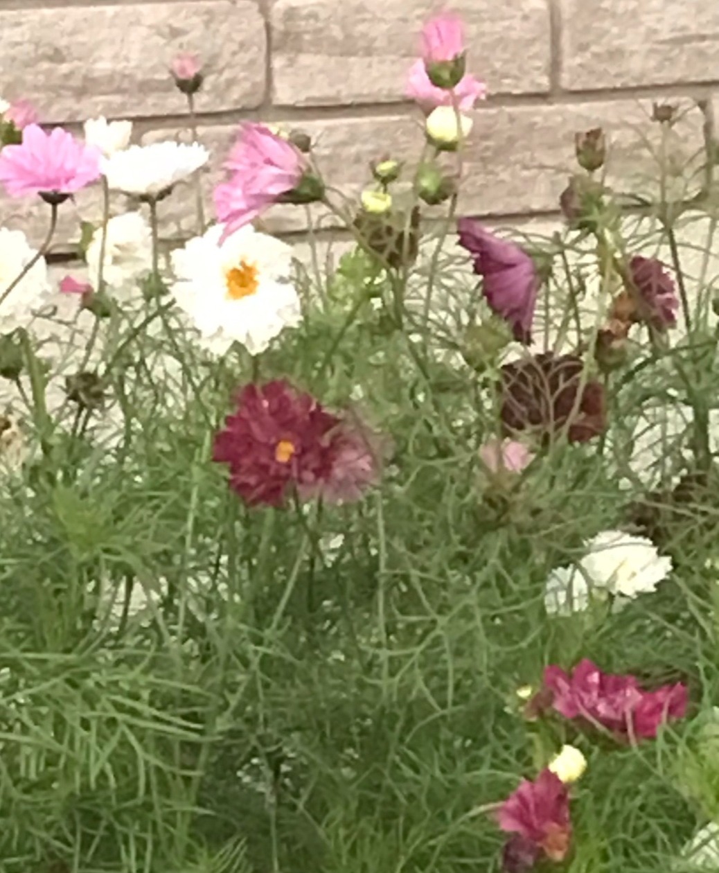Cosmos Double Click Mix