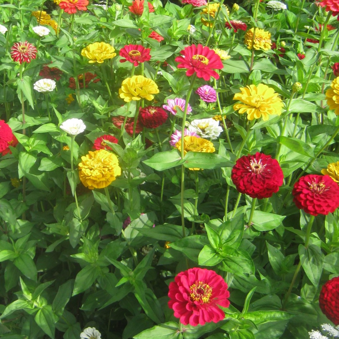 Zinnia Bernary's Giants Mix