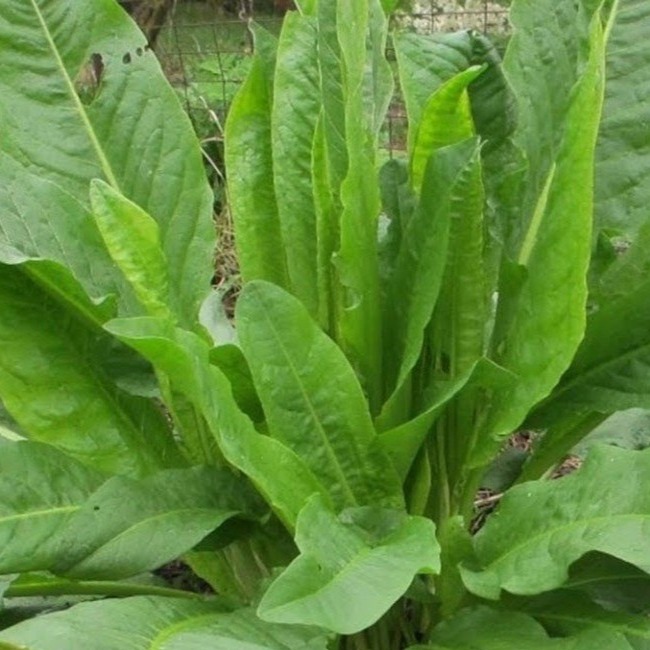 Oseille Citron