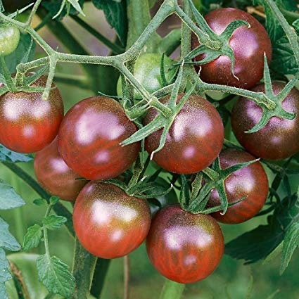 Tomate Cerise Noire