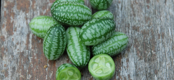 Melon Souris, (Melothria scabra, Cucamelon)