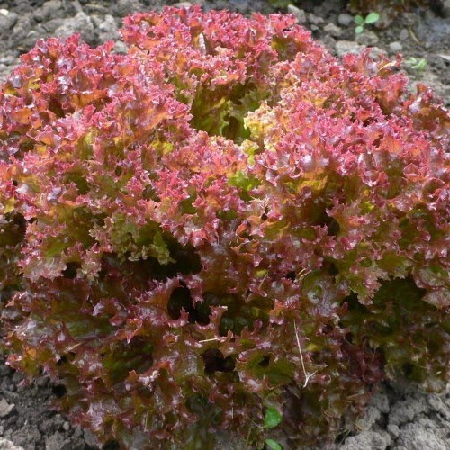 Laitue Lollo Rosa
