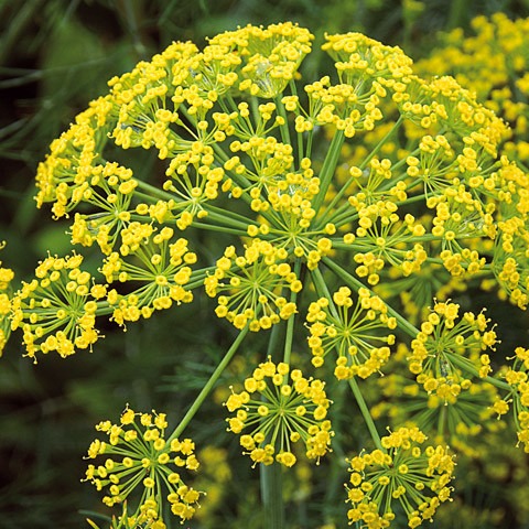 Aneth Ambrosia