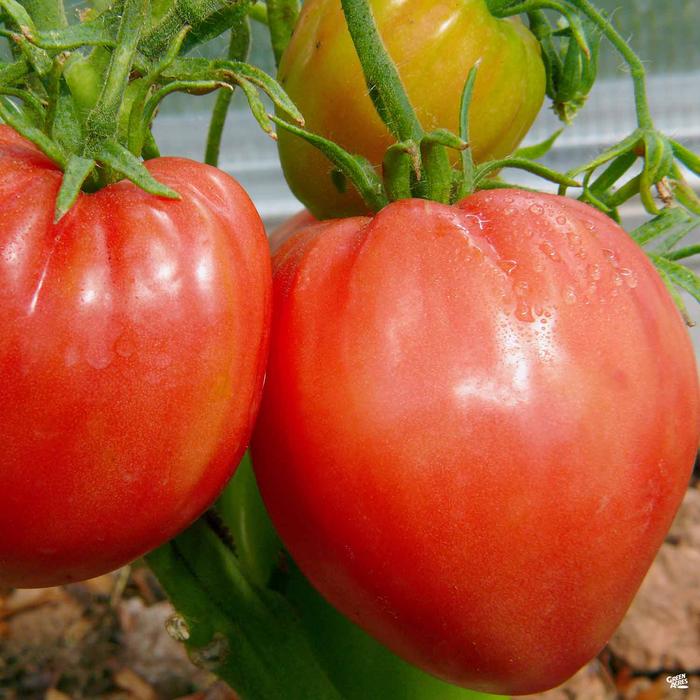 Tomate Hungarian