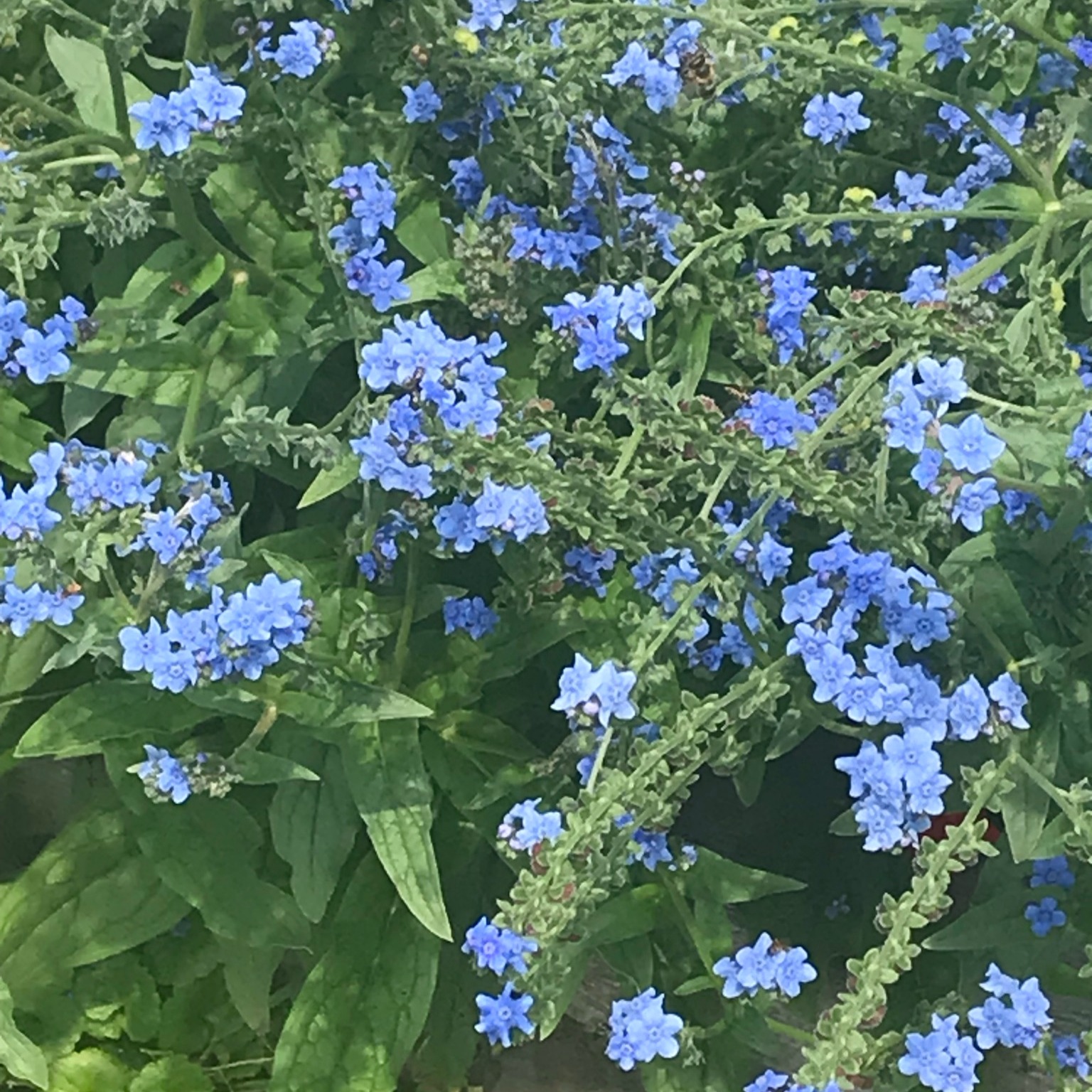 Myosotis Firmament