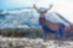 A red deer with beautiful antlers with a partially snow covered mountain behind