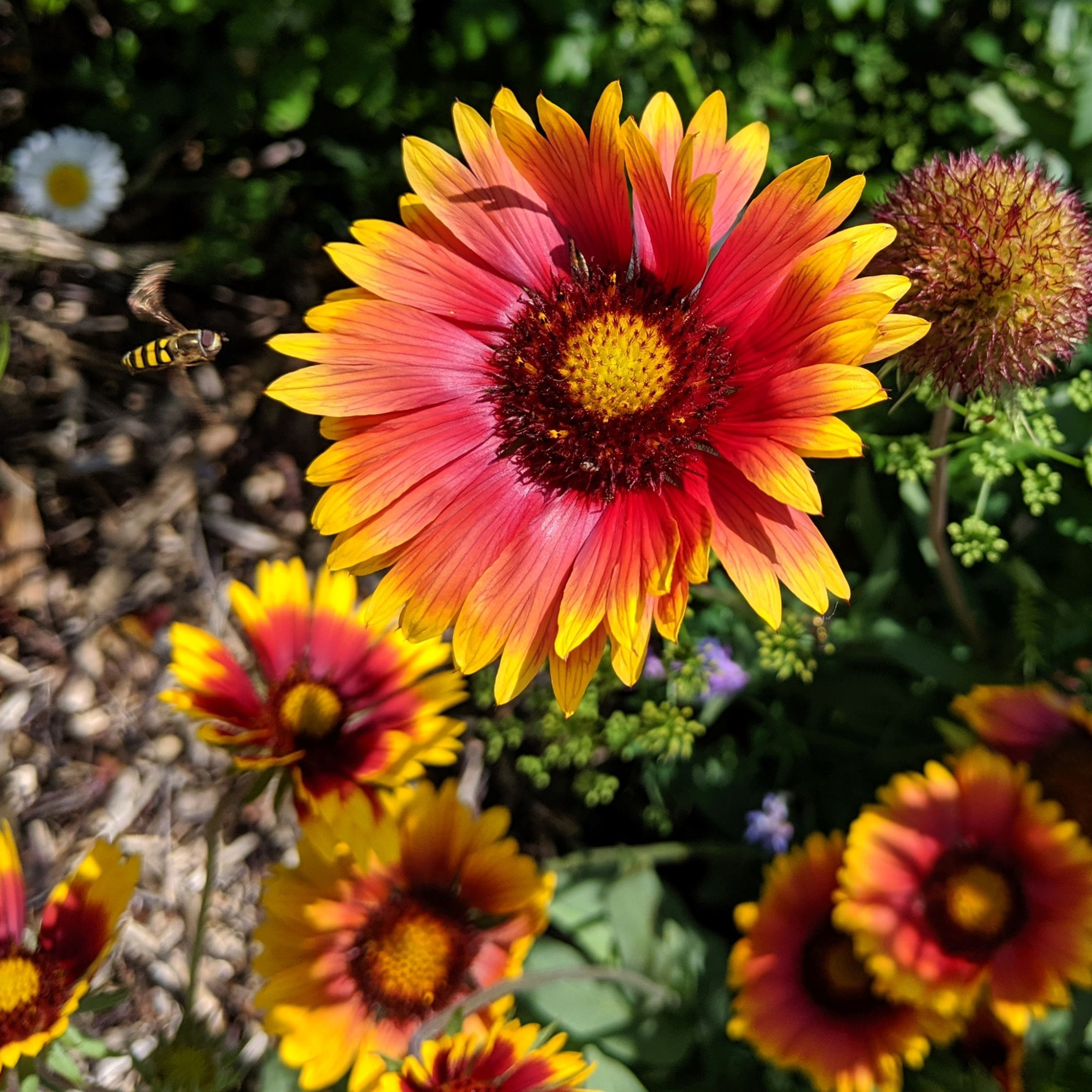Gaillarde Lorenziana Double Mix