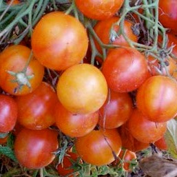 Tomate Cerise Isis Candy