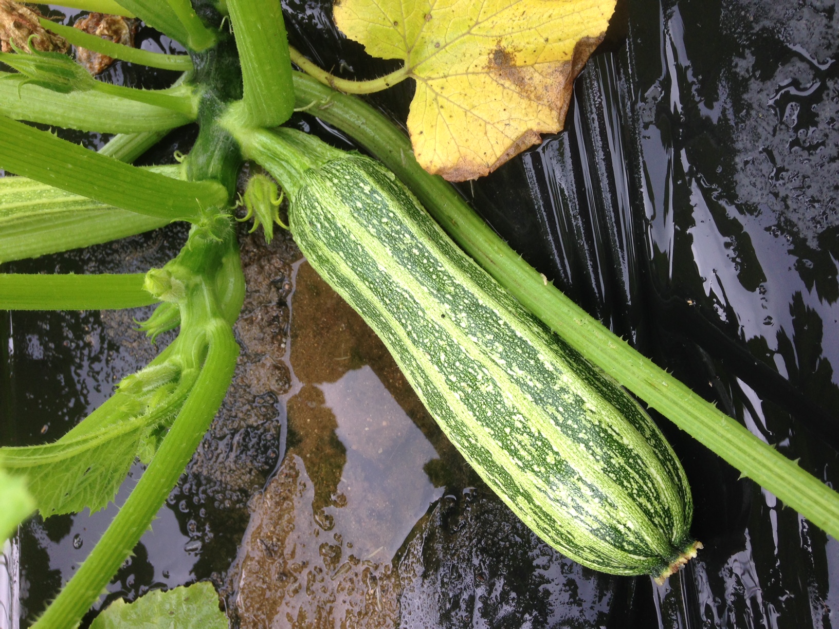 Courgette Costata Romanesco