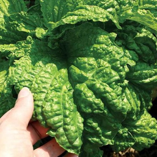 Basilic Mamouth