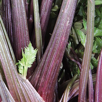 Céleri Pink Plume