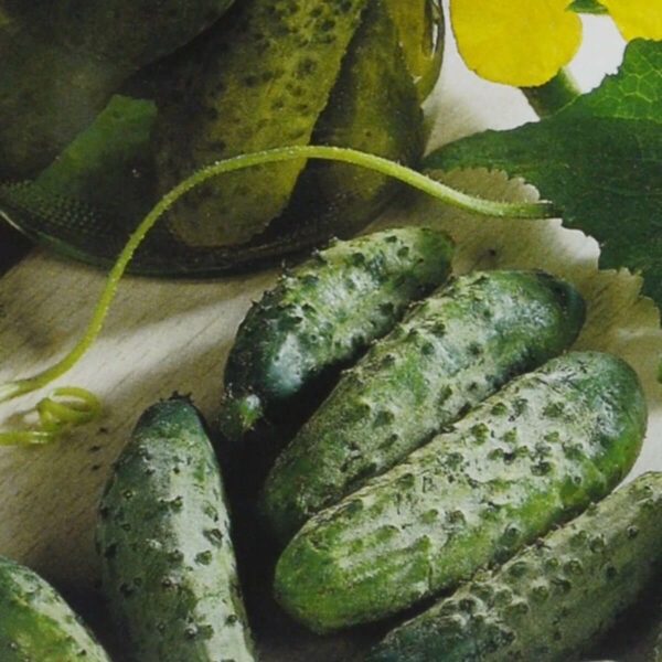 Concombre National Pickling