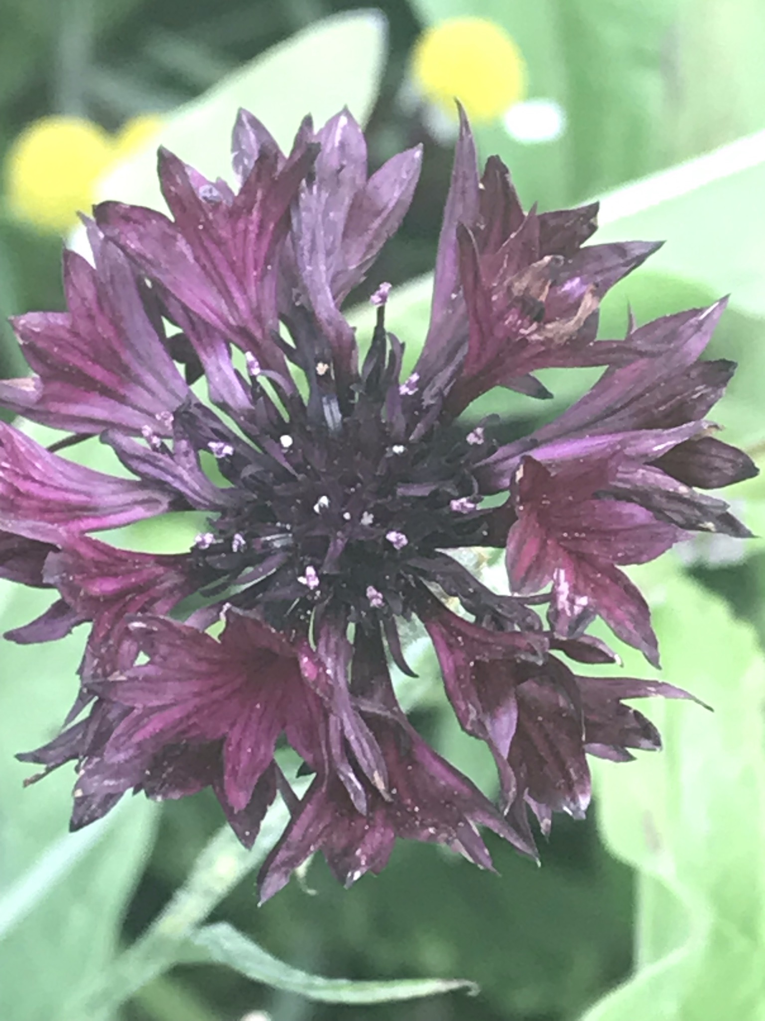 Centaurée Garnet Boy