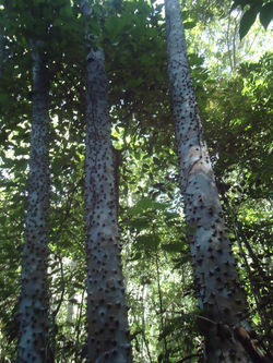 Portal - SERRA DA IBIAPABA - Turismo