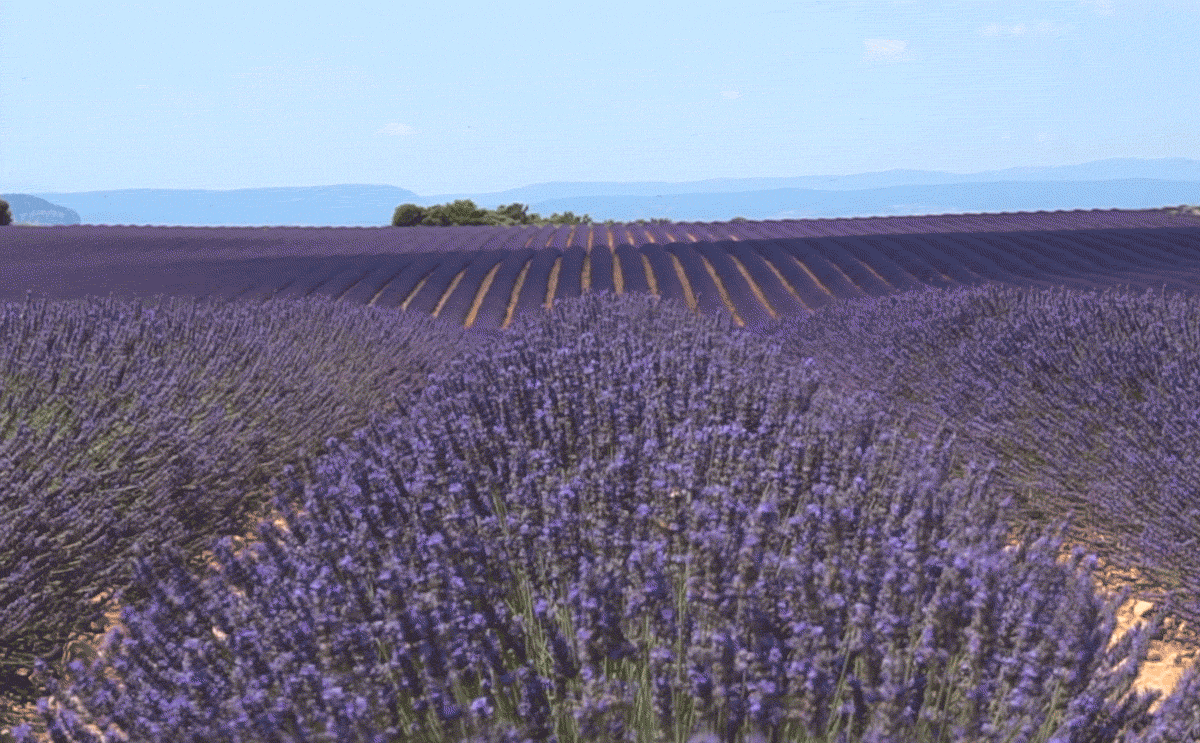 lavender fields of provence