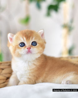 BCA269BD-1337-40AD-92C2-B51B1B3DE19B