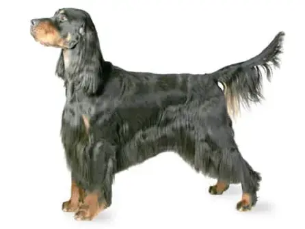 Gordon setter