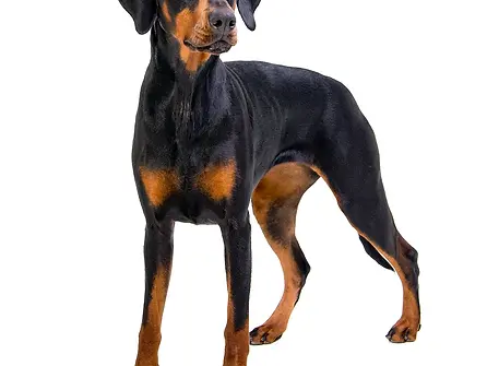 Dobermann