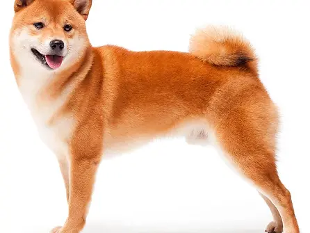 Shiba inu