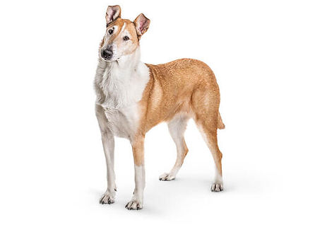 Schotse collie korthaar